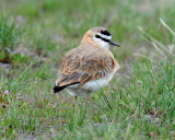 Plover, Mountain