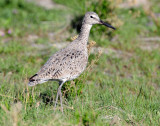 Willet