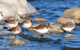 Sanderlings & Western Sandpiper