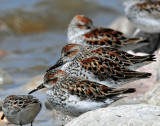 Sandpipers, Western