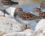 Sandpipers, Western