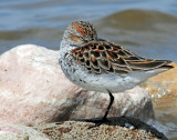 Sandpipers, Western