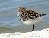 Sandpipers, Western
