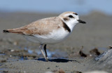 Plovers Snowy