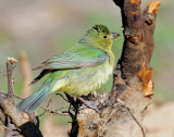 Bunting, Painted (Female, or 1st year male)