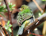 Bunting, Painted (Female, or 1st year male)