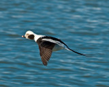Male Longtail in Flight