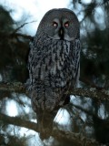 Strix nebulosa, Great Grey Owl, Lappuggla 