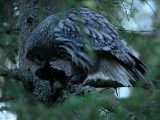 Strix nebulosa, Great Grey Owl, Lappuggla 