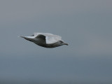 Larus glaucoides Iceland Gull Vitvingad trut