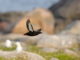 Cepphus grylle, Black Guillemot, Tobisgrissla