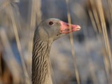 Anser anser, Greylag goose, Grgs