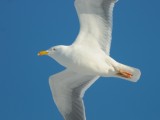 Larus argentatus