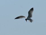 Hydroprogne caspia, Caspian Tern, Skrntrna