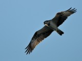 Pandion haliaetus, Osprey, Fiskgjuse