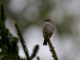 Prunella modularis, Dunnock, Jrnsparv 