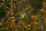 Tangara carlate (femelle) - Scarlet Tanager (female)