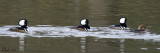 Harles couronns - Hooded Merganser