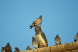 Pigeons ...il ne nous fait pas peur ce Hibou - Not very frightening this Owl !!