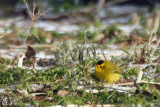 Paruline  calotte noire - Wilsons Warbler