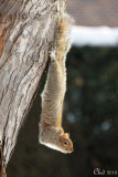 cureuil gris acrobate - Very acrobatic squirrel