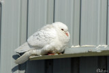 Pigeon biset albinos- Albino Rock Pigeon