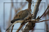 Tourterelle triste - Mourning Dove