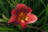 Hmrocalle - Daylily