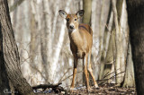 Cerf de Virginie - White-tailed Deer