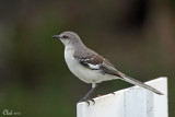 Moqueur polyglotte - Northern Mockingbird