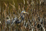 Aigrette tricolore - Tricolored Heron