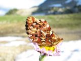 IMG_0293Boloria montinus Purplish Fritillary.JPG