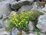 IMG_0316mountain arnica Arnica latifolia.JPG