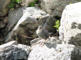 IMG_0347Young water ouzel.JPG