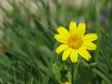 IMG_0356Arnica sp.JPG