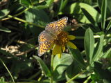 IMG_0404Silver-boardered fritillary Bolaria selene.JPG