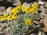 IMG_0355 Woolly sunflower. Eriophyllum lanatum var. integrifolium.JPG