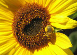 Honey Bee on Sunflower_7