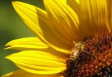 Honey Bee on Sunflower_5