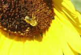 Honey Bee on Sunflower_3