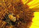 Honey Bee on Sunflower_1