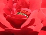 Honey bee on red rose