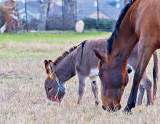 Best buddies