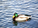 Mr Mallard Cruising By