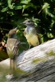 Great Crested Flycatcher <i>Myiarchus Crinitus</i>