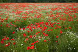 Poppies 
