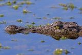 Hiding (Crocodile)