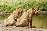 Lions Drinking