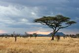 Serengeti Plain with Acacia Tree