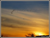 IMG_0275 Sandhill Cranes at Sunset